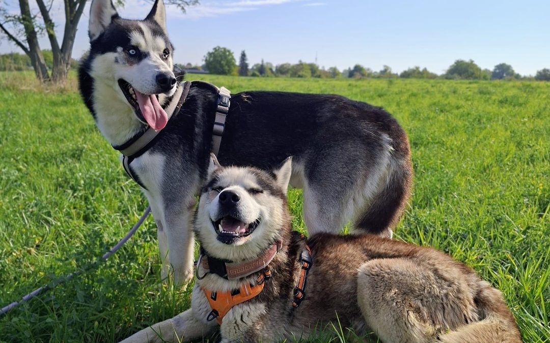 Piegus i Pirat do adopcji